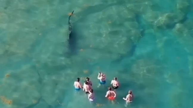 The shark zeroes in on the group of people. One of them is holding up their cellphone to video.{&nbsp;}(Video credit: Evan Parness)
