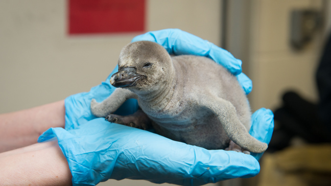 The Columbus Zoo experienced quite a baby boom over the winter. (Courtesy: Columbus Zoo and Aquarium)