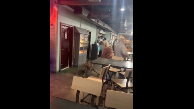 A restaurant guest in Salem captured the surprising moment a deer went barreling through the business. (Credit: Phoenix St.Clair, via Chime In)