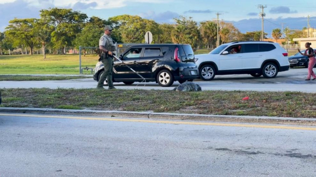 WPEC was at the scene capturing video of the gator weaving in and out of traffic and onlookers. (WPEC)