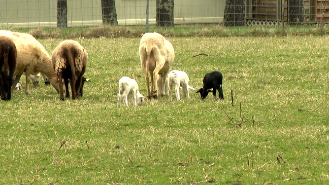 A rare feat! Quadruplet lambs – three females and one male – were born to a mother Katahdin ewe in Waynesville on March 3, on Lickstone Farm. (WLOS)