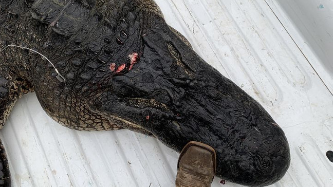 A group of Arkansas men broke a state record Friday night. (Photo: Travis Bearden){p}{/p}