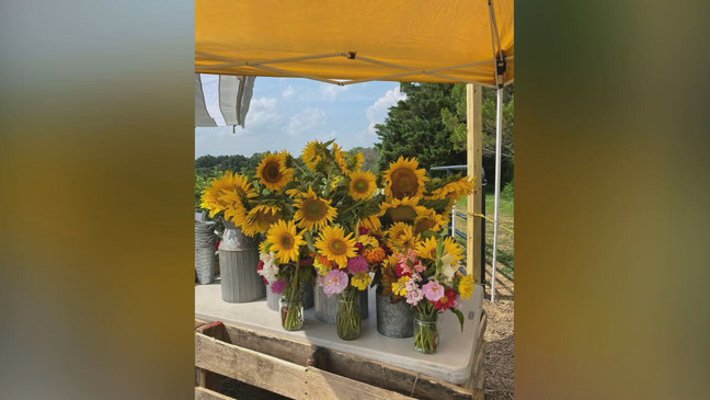 7News took a trip down to Whitetails Farm in Clarksburg, Maryland, and captured this stunning summer view on Thursday, Aug. 4, 2022. (7News Drone)
