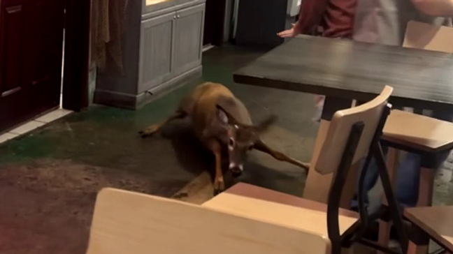 A restaurant guest in Salem captured the surprising moment a deer went barreling through the business. (Credit:{&nbsp;}Phoenix St.Clair, via Chime In)