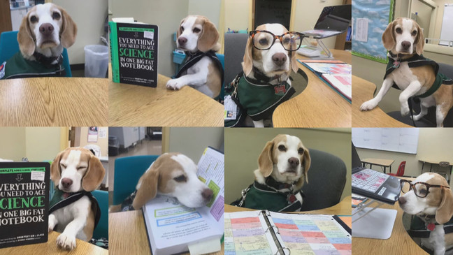 K-9 helps find missing therapy dog in Rhode Island woods (Photos courtesy of Krissy Luongo){ }