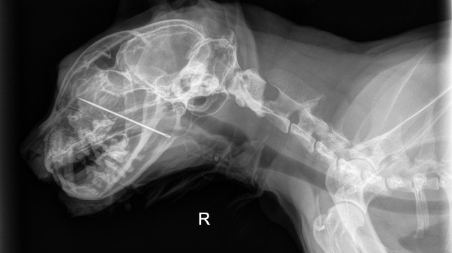 Kevin via DoveLewis.