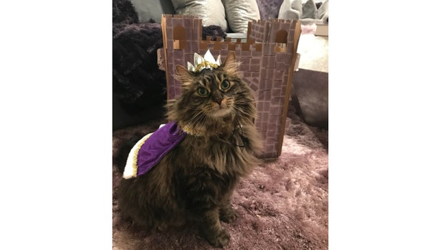 Lauren Cardinale, of Rhode Island, said she always has fun choosing the purr-fect outfit for her beloved cat, Gianni, who is a Maine coon. (Photo courtesy of Lauren Cardinale)