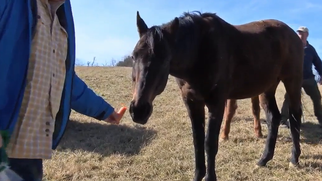 Saved from slaughter: Racehorse finds forever home in Virginia (WCYB)
