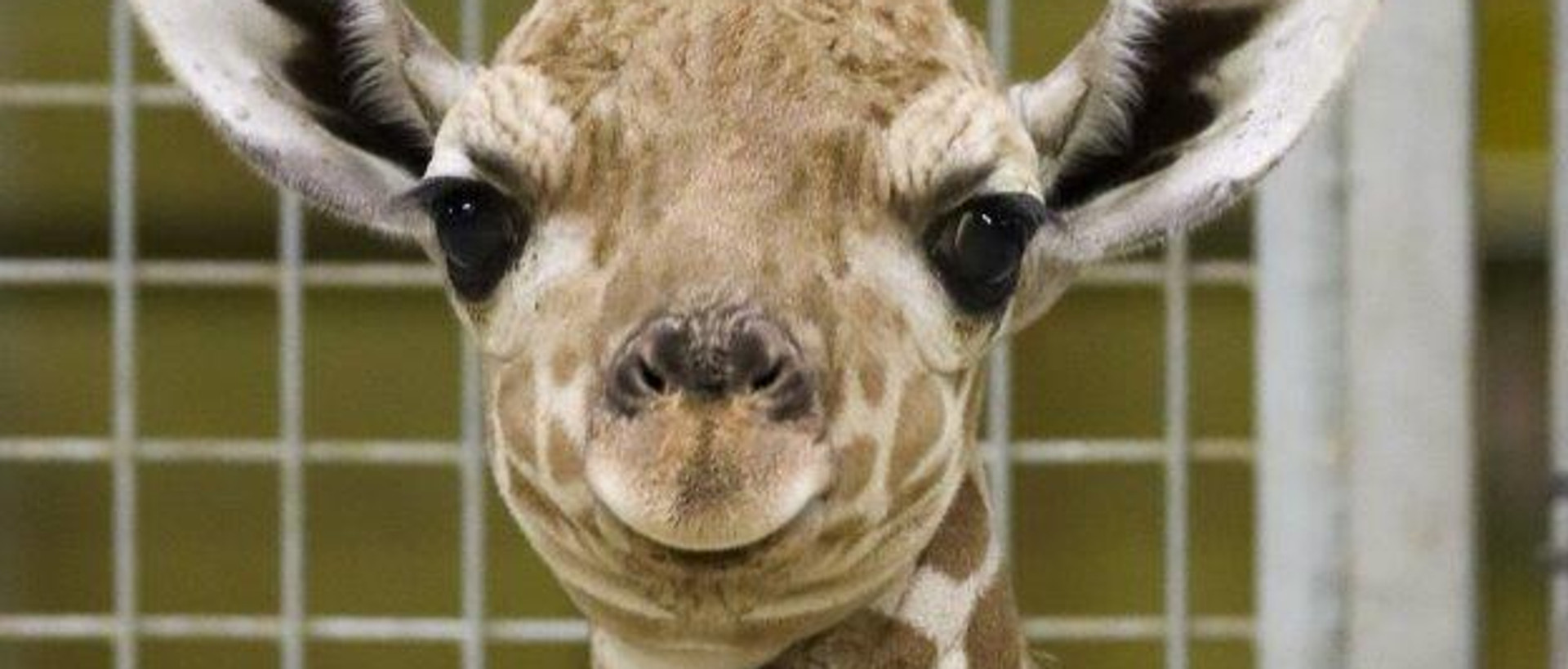 The Omaha Zoo Just Welcomed the Cutest Baby Elephant — See the Photos