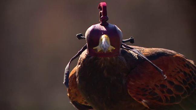 Falconry is practiced on all continents and falconers worldwide have passed along their knowledge and skills for nearly 200 generations. (Photo: WLOS)