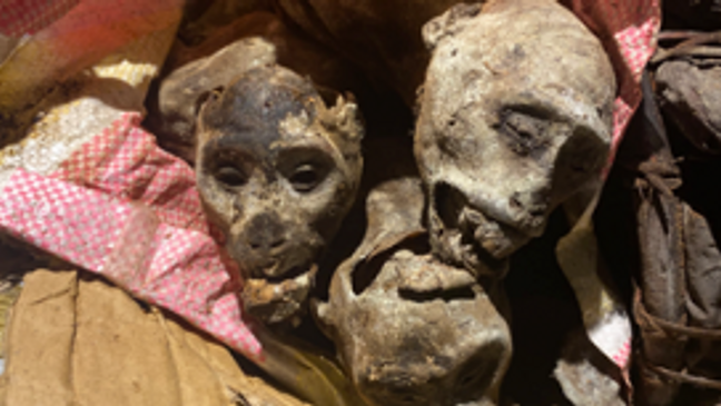 Dehydrated monkey meat referred to as bushmeat (CBP){ }