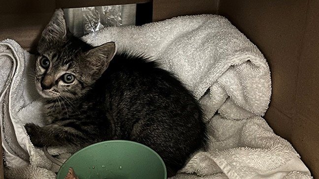 Liz crawled through the sewer to rescue the kitten. (Photo: Lindsey Bembli)
