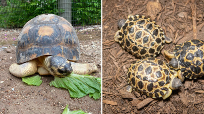 Mr. Pickles the tortoise becomes oldest first-time father at Houston Zoo (Photos: Houston Zoo){ }