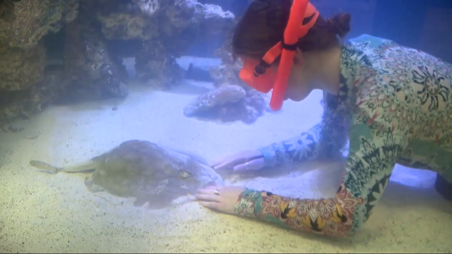 FEB. 11, 2024 - Staff with the Aquarium and Shark Tank by Team ECCO in downtown Hendersonville are excitedly awaiting the miraculous birth of pups from its female stingray, Charlotte, who is unexpectedly pregnant yet has no mate. The aquarium's founder and executive director, Brenda Ramer, said Thursday, Feb. 8, that there are two possible ways Charlotte was impregnated. One, called parthenogenesis, is a very rare process in which the eggs develop on their own without fertilization and create a clone of the mother. The second possibility is that Charlotte mated with a male shark placed into her tank in June 2023, though staff thought they were likely not of maturation age. Ramer said they will only know which process took place once the pups are born any day. (Photo credit: WLOS staff)