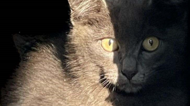 Kitten's nine lives still intact after daring save (Photo: WSDOT){ }