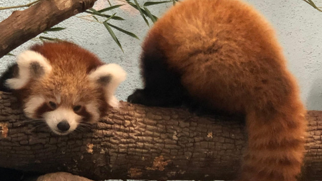 Red panda cubs (Credit: Birmingham Zoo) 