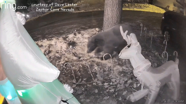 Caught on Camera: Hungry bear attacks Rudolph at Lake Tahoe (Courtesy: Dave Lester)