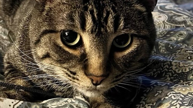 St. George residents targeted to false animal shelter money scam for lost pets (Photo: Scott{ }Donnachie)