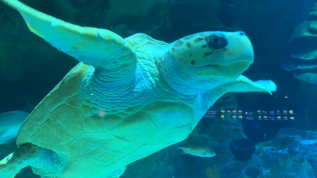 Celebrating shelled swimmers: World Sea Turtle Day dives into deep appreciation (Photo: Jessica A. Botelho/The National Desk)