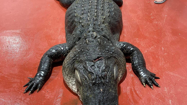 Second 13-foot alligator weighing over 800 pounds caught at Lake Marion (Photo: 301 Deer & Wild Hog Processing and Taxidermy)