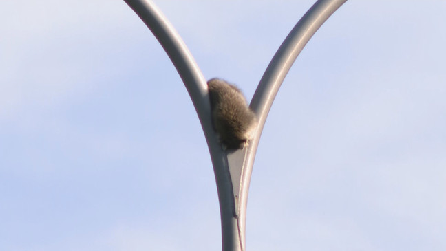 A raccoon sits on a light pole on Route 146 north in Providence, R.I. on Tuesday, June 13, 2023. (WJAR){ }