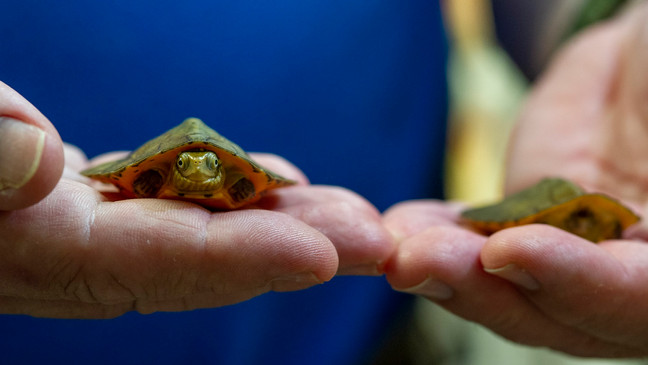 Tennessee Aquarium Herpetology Coordinator holds a pair of recently hatched Four-eyed Turtles (Tennessee Aquarium photo)