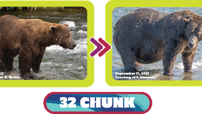 Fat Bear Week candidate 32 Chunk. (National Park Service)