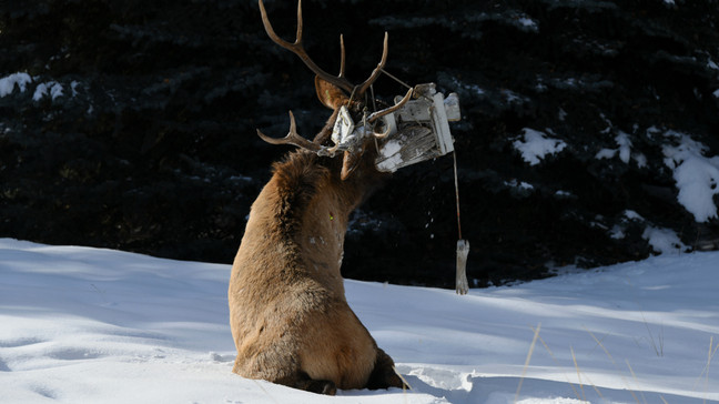 Bull elk after being darted{ } (Photo: Idaho Department of Fish and Game)