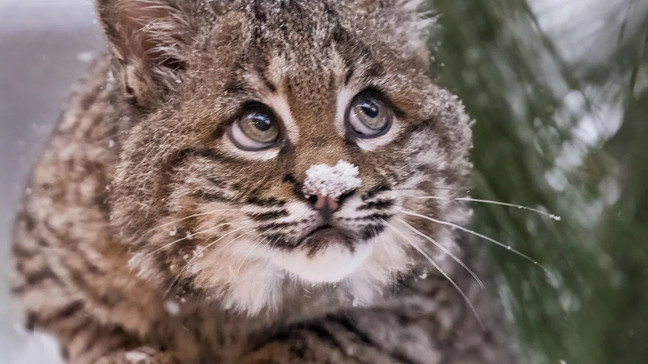 (Photo courtesy of the{ }High Desert Museum)