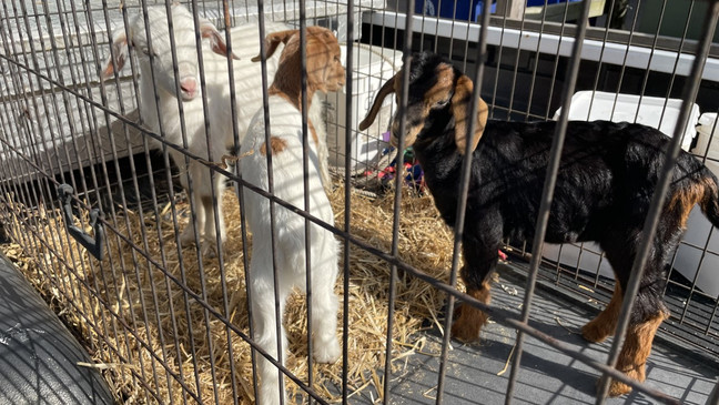 Goats return to Goat Island in Murrells Inlet, including three babies with their mothers. (WPDE/Amanda Kinseth)