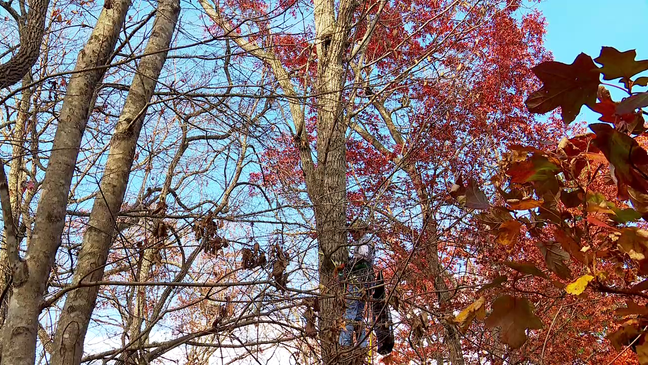 November 2023 - Retired Air Force colonel Spencer Cocanour offers free help through Asheville Tree-Top Cat Rescue, rescuing cats from trees. He went from working special operations and personal recovery with planes and pilots to personal recovery of cats. (Photo credit: WLOS Staff)