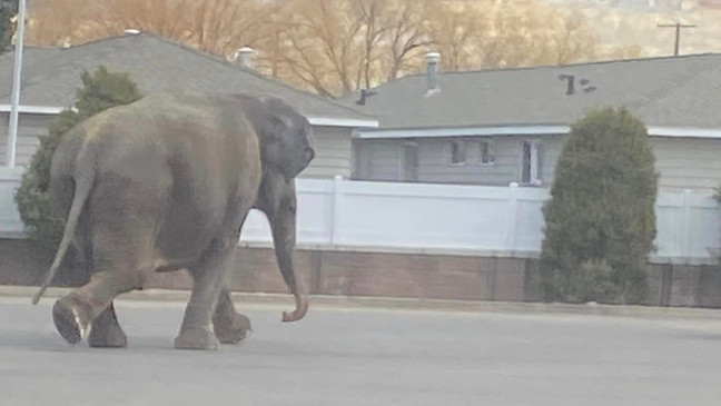 {p}Circus elephant get loose in Butte, Montana on Tuesday, April 16, 2024. (Matayah Utrayle-Shaylene Smith){/p}