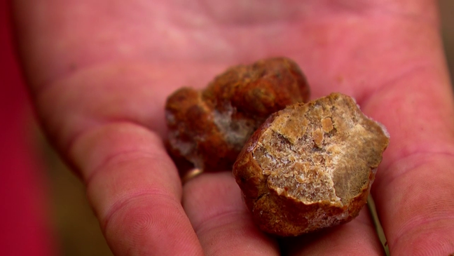 July 2023 - Brian Upchurch and his small crew at Carolina Trufferies, located in Fletcher, NC, believe that quality, North American grown truffles can be a viable option for professional and amateur chefs alike. (Photo credit: WLOS Staff)