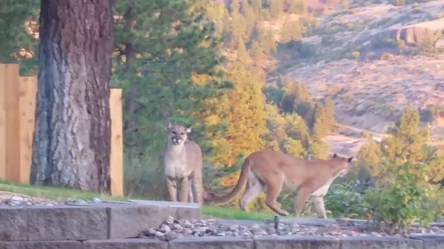 An Eastern Washington couple found quite a surprise in their backyard Tuesday morning: not one but two cougars. (Yvonne Reppe)