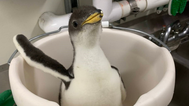 The Tennessee Aquarium's Gentoo Penguin chick weighs more than two kilograms at just 28 days old.{ }(Tennessee Aquarium photo)