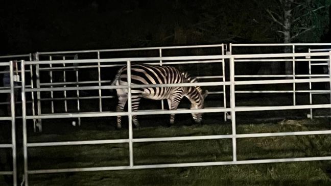 A photo of a zebra that was found on the evening of May 3, 2024, after being on the loose for six days after escaping from a trailer on April 28, 2024. (Regional Animal Services of King County)