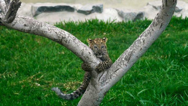 Photographed from behind a glass, a leopard cub climbs a tree at the Park of Legends Zoo in Lima, Peru, Wednesday, Oct. 4, 2023. (AP Photo/Martin Mejia)