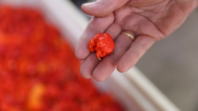 FILE - A Carolina Reaper variety of pepper is seen on Tuesday, Oct. 11, 2023, in Fort Mill, S.C. The Carolina Reaper was the Guinness Book of World Record hottest pepper before being overtaken by Pepper X. (AP Photo/Jeffrey Collins)