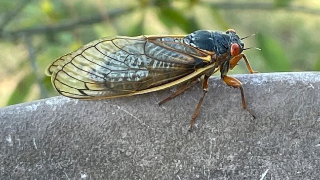 A cicada is seen on Thursday, April 25, 2024, in Evans, Ga. (AP Photo/Lisa J. Adams Wagner)