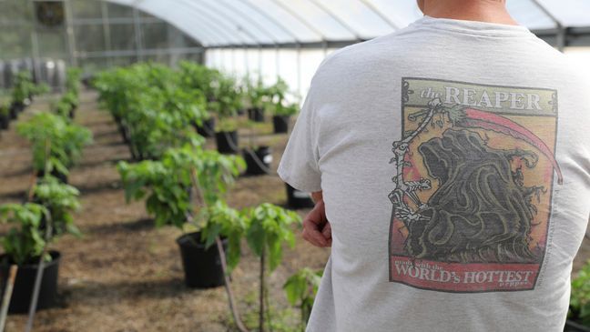 FILE - An employee in a Carolina Reaper shirt looks over one of Ed Currie's greenhouses on Tuesday, Oct. 10, 2023, in Fort Mill, S.C.{&nbsp;} (AP Photo/Jeffrey Collins)