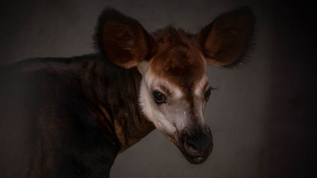 The Oklahoma City Zoo announced the birth of a rare, endangered okapi calf on Wednesday. The calf was born on Wednesday at 3:42 a.m. in the zoo's okapi barn. (Photo: OKC Zoo)