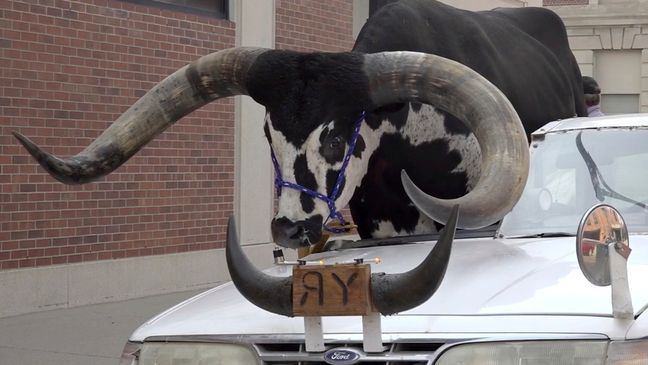 FILE - This photo provided by News Channel Nebraska, a Watusi bull named Howdy Doody sits in the passenger seat of a car owned by Lee Meyer on Wednesday, Aug. 30, 2023 in Norfolk, Neb. (News Channel Nebraska via AP)