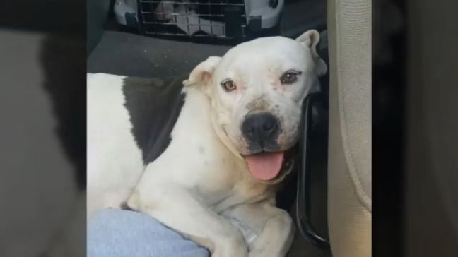 The Kings SPCA Halfway Home decided to take to social media to call out an owner who decided to dump their pregnant dog on the side of the road. (Kings SPCA Halfway Home)