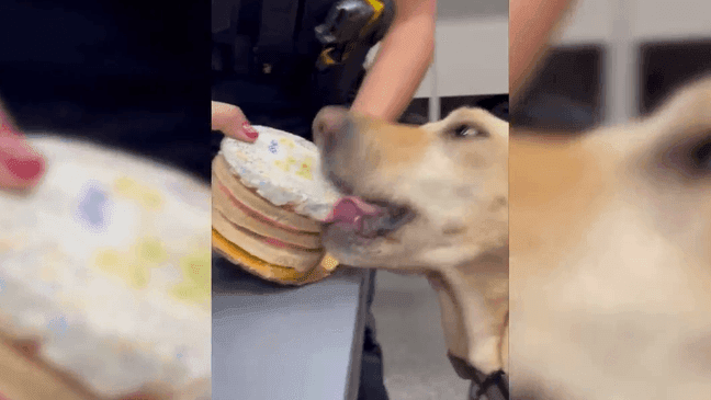 Police K-9 in Colorado enjoys cake to celebrate 2nd birthday (Photo: Boulder Police Department)