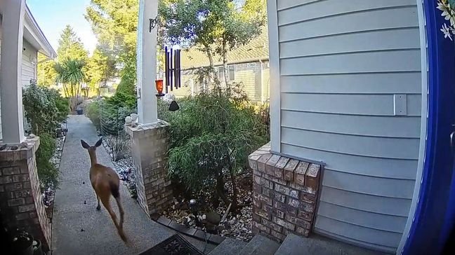 A curious deer was caught on camera in Washington state "knocking" at someone's front door. (Photo courtesy of Jade Montejo)