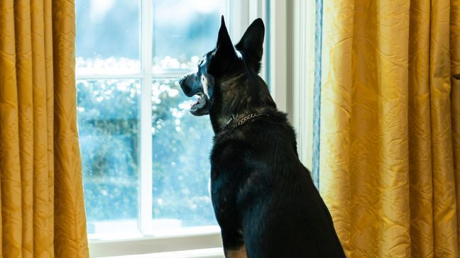 Biden family dog Major looks out the window of the Oval Office of the White House Thursday, Jan. 28, 2021, while President Joe Biden works at the Resolute Desk. (Official White House Photo by Adam Schultz)