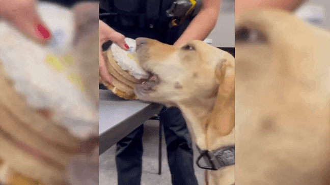 Police K-9 in Colorado enjoys cake to celebrate 2nd birthday (Photo: Boulder Police Department)