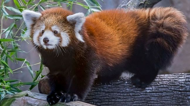 A Styan's Red Panda (Courtesy: Zoo Boise)