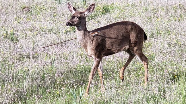 Oregon State Police investigating after deer shot with arrows (photo from Oregon State Police){&nbsp;}