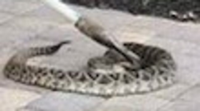 A Martin County Sheriff's Office deputy pins the snake down. It looks to be about three to four feet long. (MCSO)